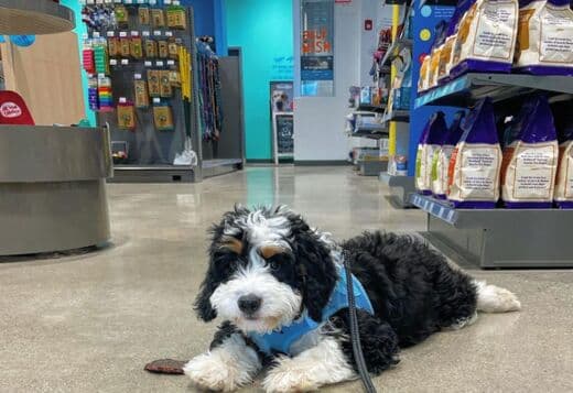 Mini Bernedoodle Puppies (health tested parents)