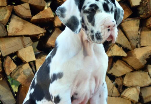 AKC Registered Great Dane Puppies