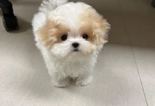 Toy Size Teddy Bear Doll Face Maltipoo Babies