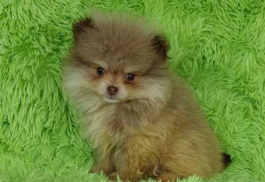 Purebred superstar teddy bear Pomeranian puppies!!