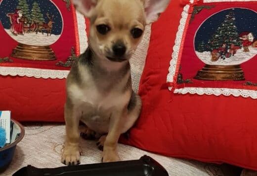 Tiny CHIHUAHUA PUPPIES, Short Hair