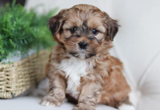 Beautiful Shih-Poo Puppies Ready To Go
