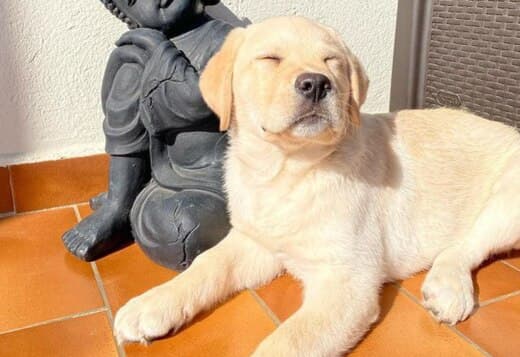 Yellow AKC Registered Labrador Puppies