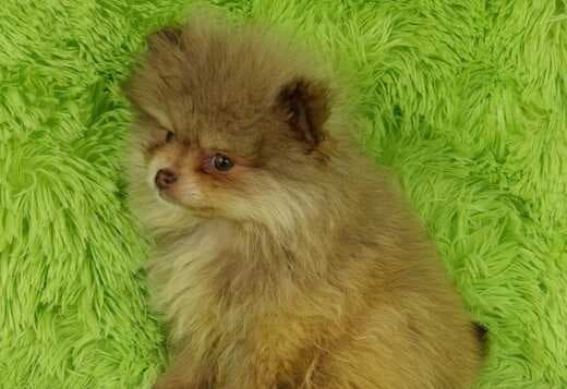 Faithful Pomeranian puppies available