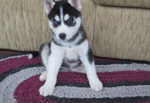Astonishing Siberian Husky puppies available