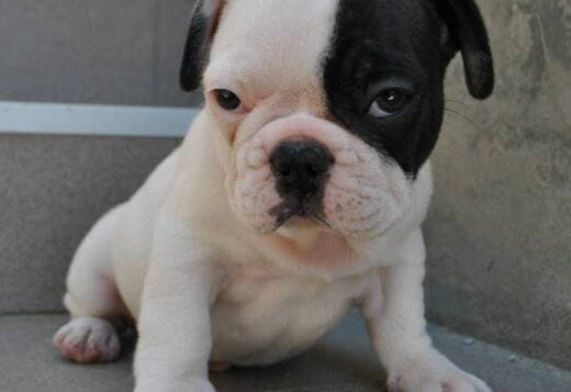 Passionate English Bulldog puppies available