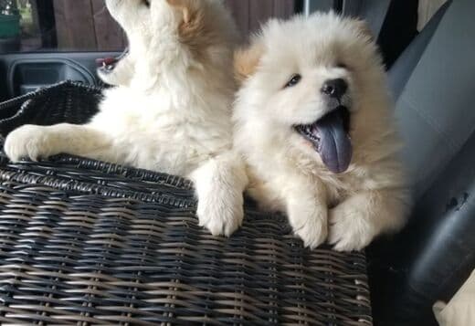Overjoyed Chow Chow puppies available