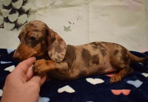 Healthy Dachshund Puppies For Sale