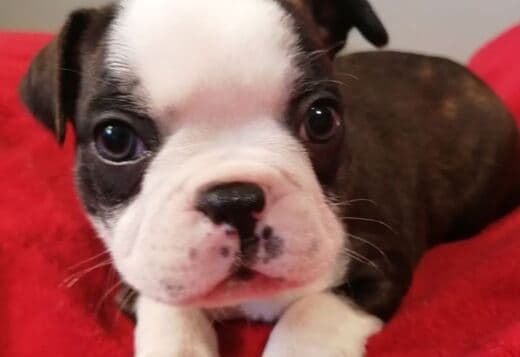 Amazing Purebred Boston Terrier puppies