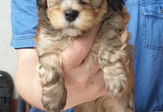 Havanese pups for sale
