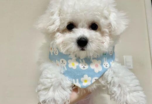 Adorable Bichon Frise Puppies