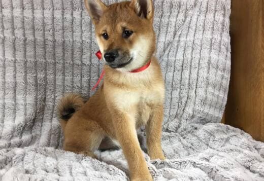 Shiba Inu Puppy for Rehoming