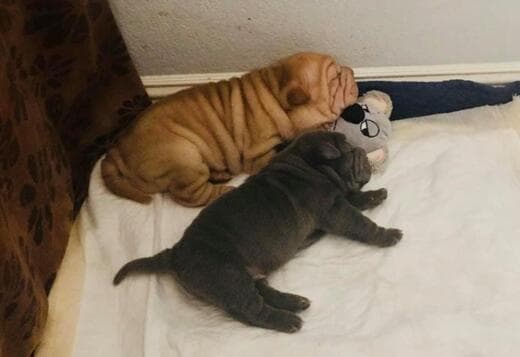 Shar Pei Puppies For Sale