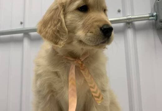 Gorgeous Golden Retriever Puppies ready for new loving homes.