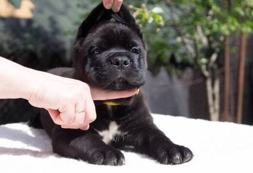 Register Puppies of Cane Corso Male and Female Breed Looking