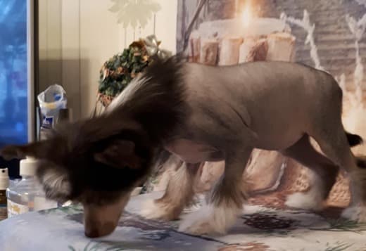 Chinese Crested pups