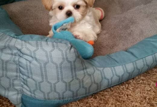 Effective Shih Tzu puppies available