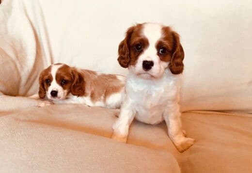 Stunning Cavalier King Charles Puppies