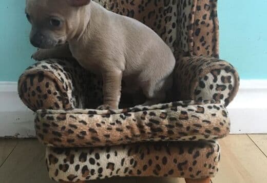 Tcup Tiny Chihuahua Puppies