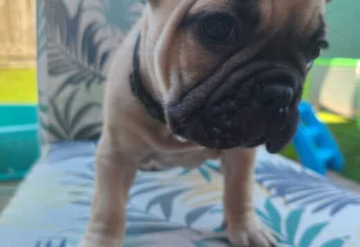 Registered French Bulldog Puppies