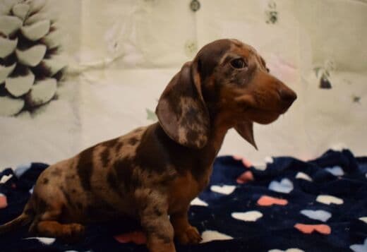Dachshunds Puppies For Sale
