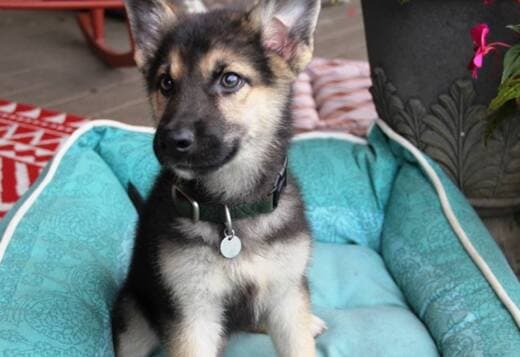 German Shepherd Puppies
