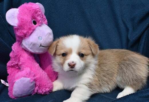 Pembroke Welsh Corgi Puppies