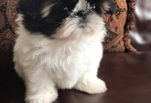 Shih Tzu Puppies For Sale