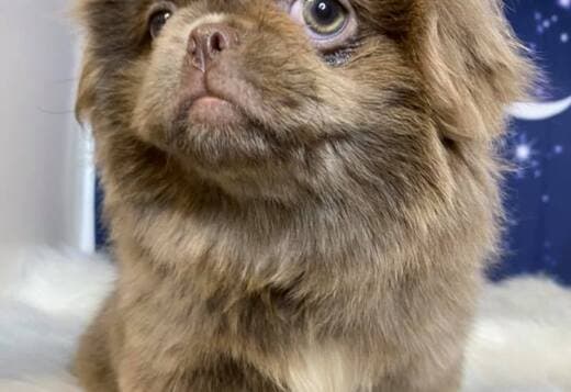 AKC Registered Pekingese Puppies