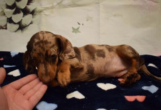 Dachshunds Puppies For Sale