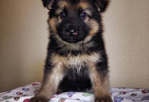 German Shepherd Puppies