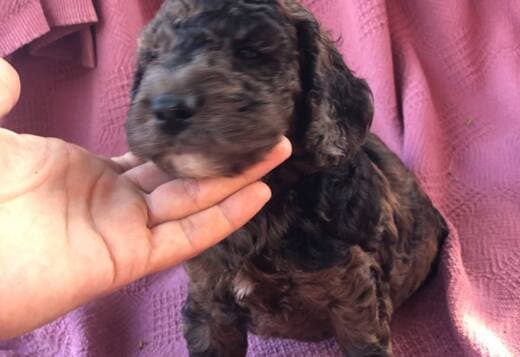 Cockapoos Puppies For Sale