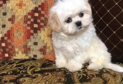 Adorable Shih Tzu Puppies