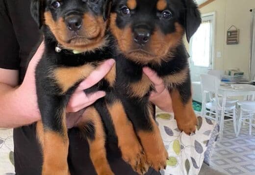 Home Raised Rottweiler Puppies