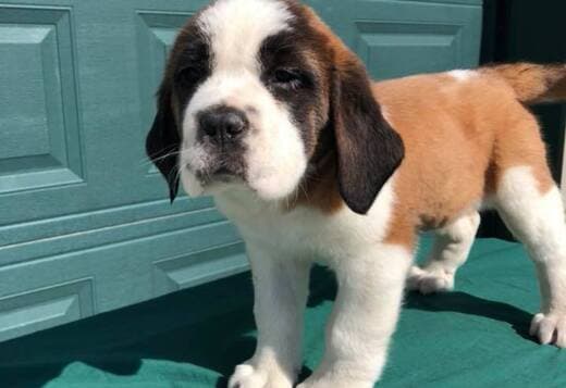 Lovely Saint Bernard Puppies