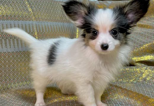Adorable Papillon puppies