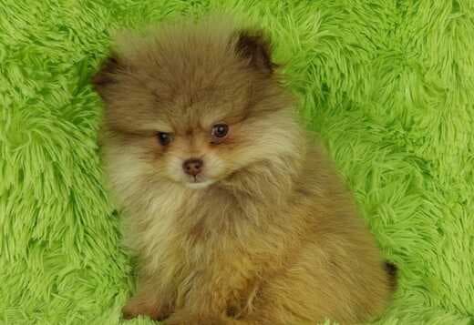 Beautiful Pomeranian Puppies For Sale.