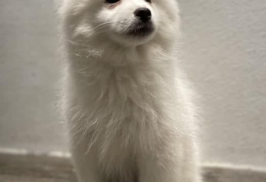 Stunning American Eskimo puppies available