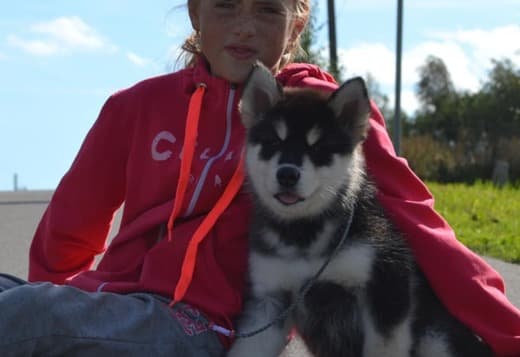 Obedient Alaskan Malamute puppies available