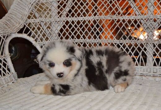 AKC Australian Shepherd puppies