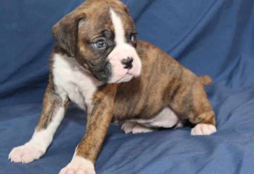 Adorable Boxer Puppies For Sale