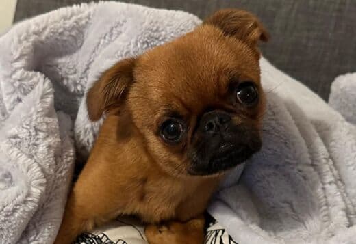 Home trained Brussels Griffon Puppies