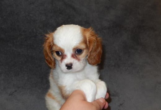 Home Raised Cavalier King Charles Spaniel Puppies