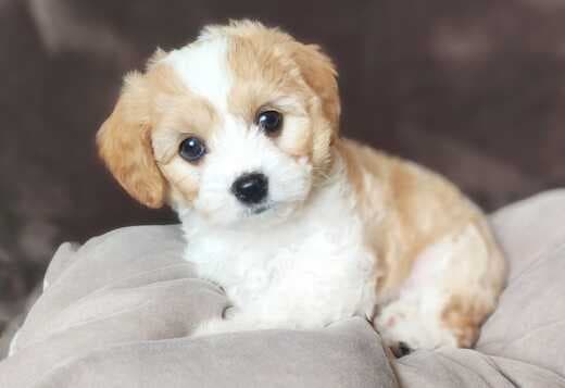 Beautiful Cavachon Puppies For Sale.
