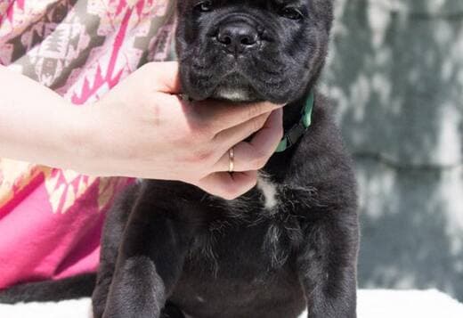 Home raised Cane Corso Puppies
