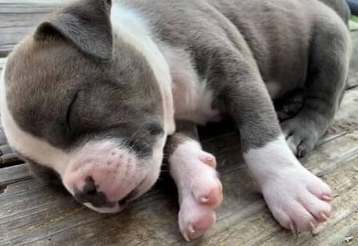 Pitbullpuppiesforsale