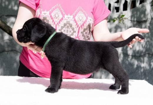 Home raised Cane Corso Puppies
