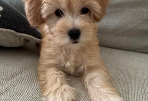 Beautiful Cavachon Puppies For Sale.