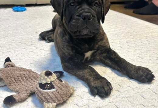 Well Socialized Bullmastiff Puppies