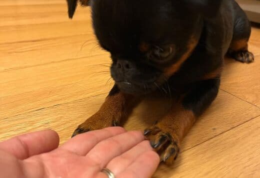 Home trained Brussels Griffon Puppies